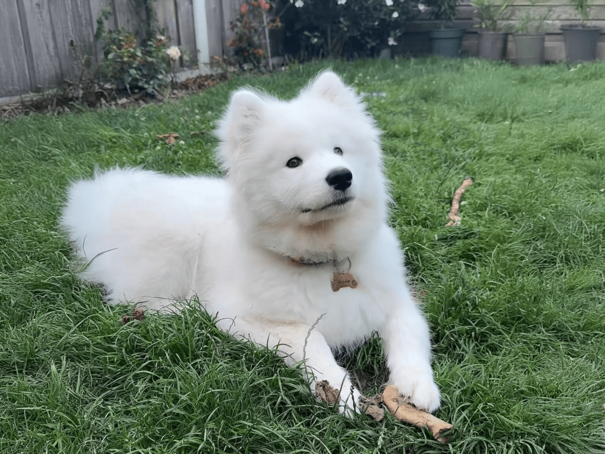 5 Reasons to get a&nbsp;Samoyed!