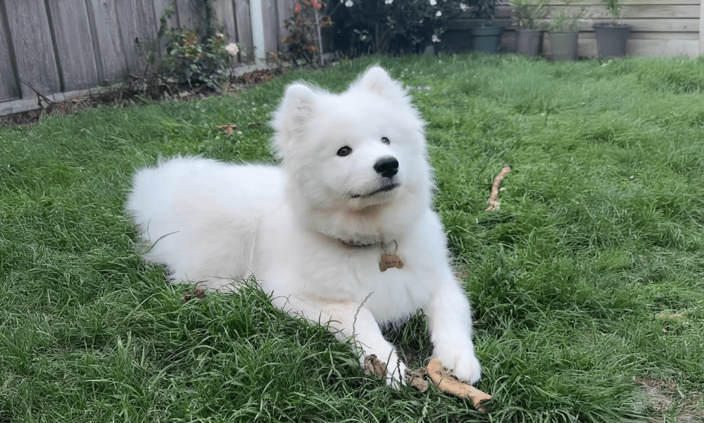 5 Reasons to get a&nbsp;Samoyed!