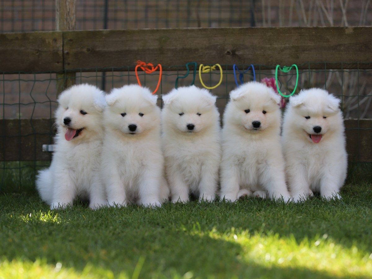 Puppy Starter Pack – Samoyed&nbsp;Edition