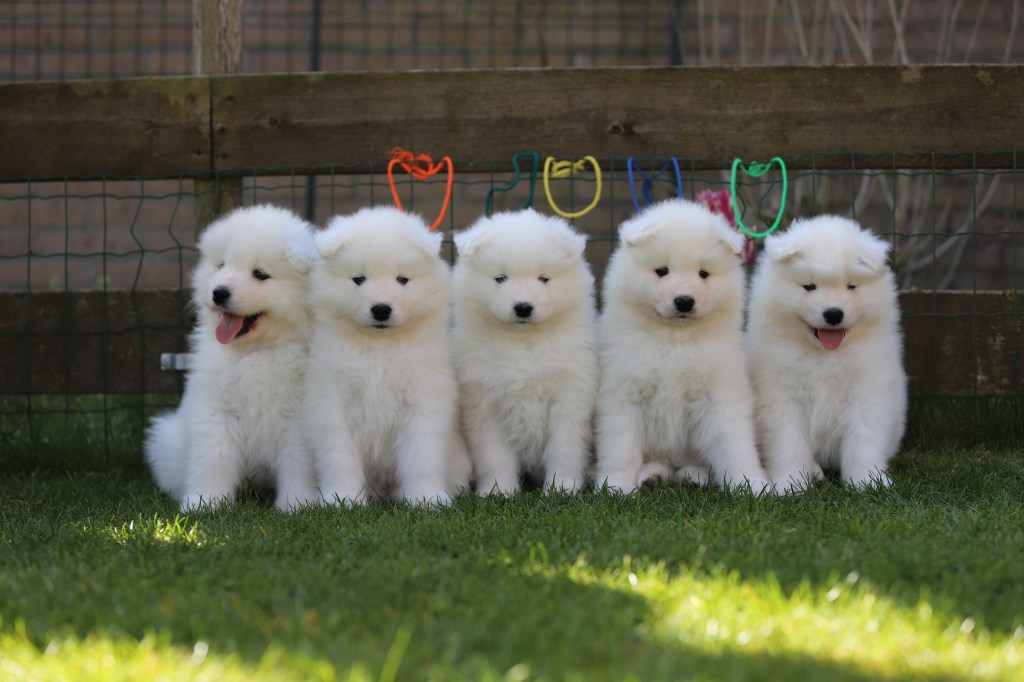 Puppy Starter Pack – Samoyed&nbsp;Edition